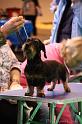 Crufts2011_2 484